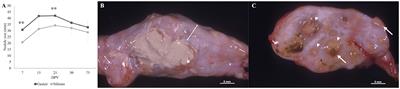 Adjuvants influence the immune cell populations present at the injection site granuloma induced by whole-cell inactivated paratuberculosis vaccines in sheep